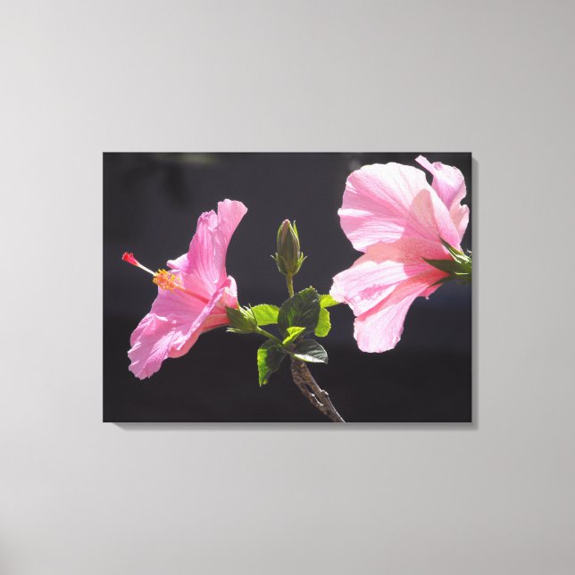 Hibiscus Flower in Profile Canvas Print (Front)