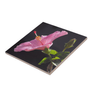Hibiscus Flower in Profile Tile