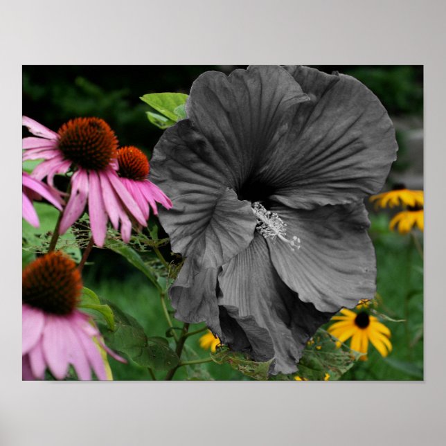 Hibiscus Flower Partial Colour Poster (Front)