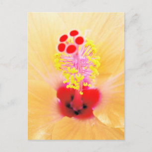Hibiscus Flower Photograph Postcard
