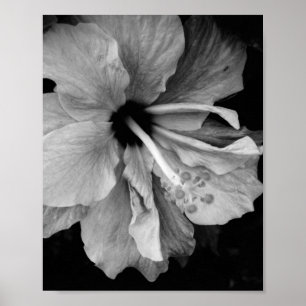 Hibiscus Flower Photography Poster