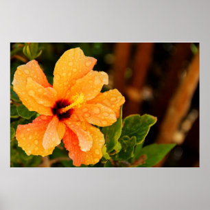 Hibiscus Flower Photography Poster