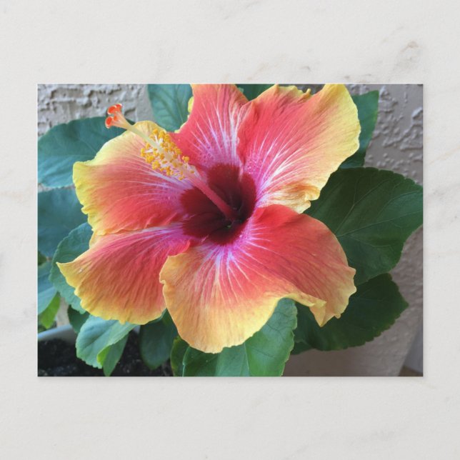 Hibiscus Flower Postcard (Front)
