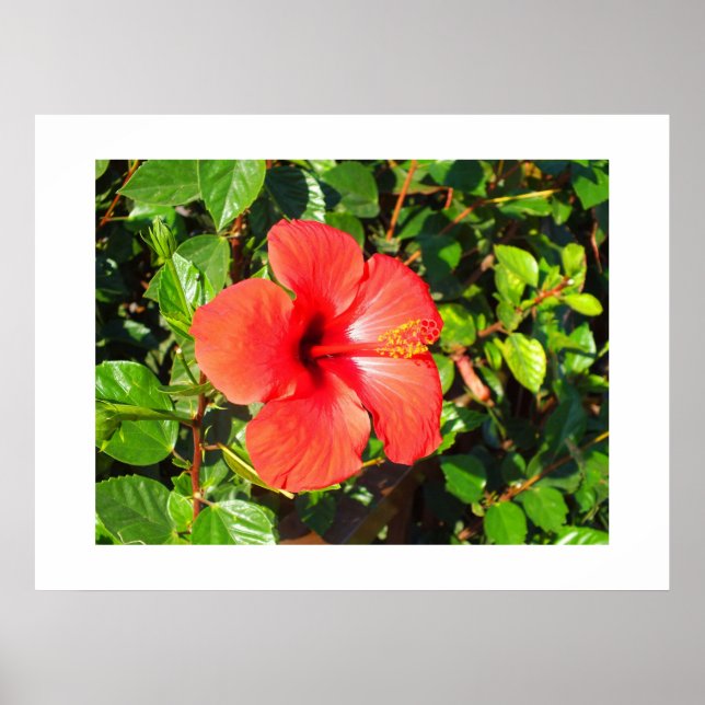 Hibiscus flower poster (Front)
