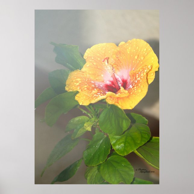 Hibiscus flower Waterdrops Poster (Front)