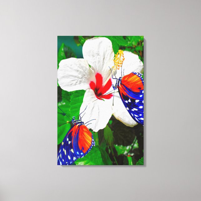 Hibiscus flower with 2 Tiger Longwing butterflies Canvas Print (Front)