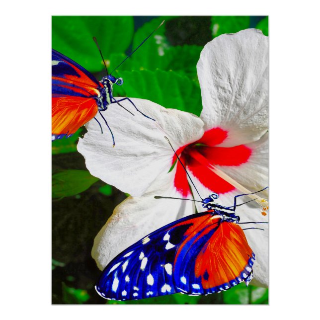 Hibiscus flower with 2 Tiger Longwing butterflies Poster (Front)