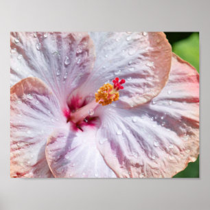 Hibiscus Flower with Dew Poster