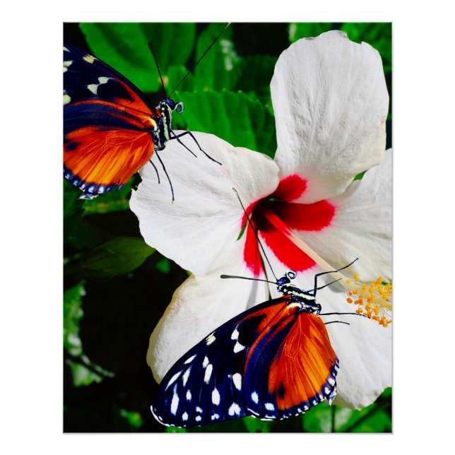 Hibiscus flower with Tiger Longwing Glossy Poster (Front)