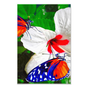 Hibiscus flower with Tiger Longwing Glossy Poster