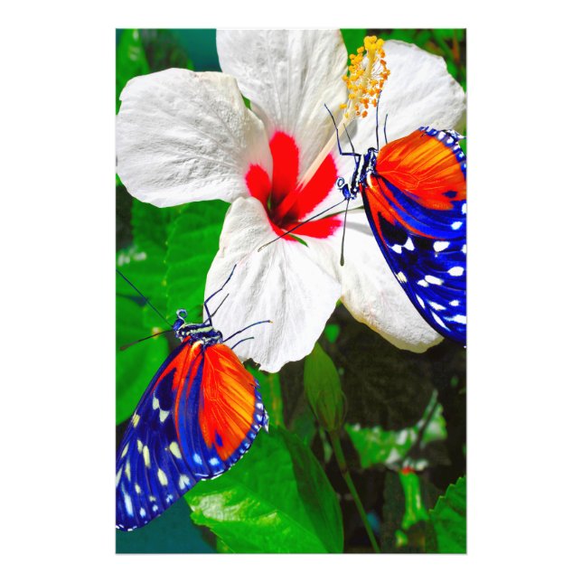 Hibiscus flower with Tiger Longwing Glossy Poster (Front)