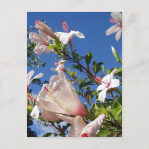 Hibiscus Flowers Postcard