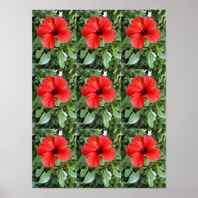 Hibiscus flowers poster (Front)