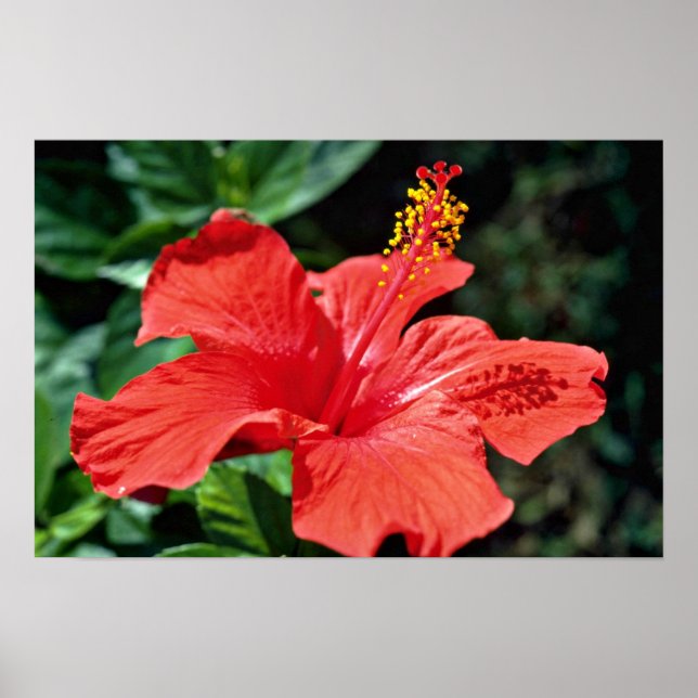 Hibiscus  flowers poster (Front)