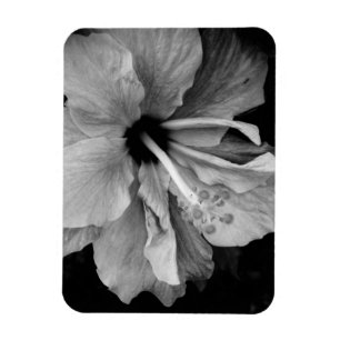 Hibiscus Flyer Magnet