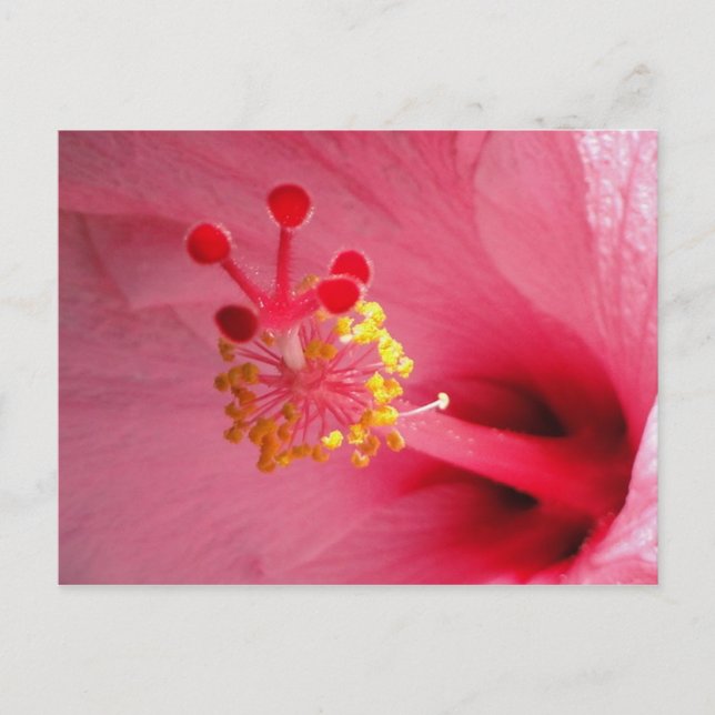 hibiscus heart postcard (Front)