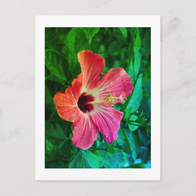 Hibiscus  holiday postcard (Front)