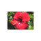 Hibiscus in wine red