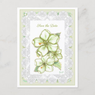 Hibiscus & lace WHITE Postcard