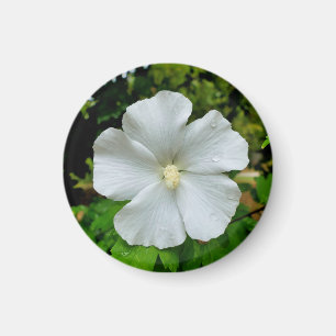 Hibiscus Magnet