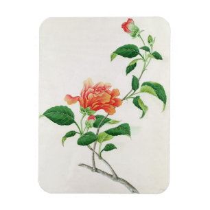 Hibiscus Magnet