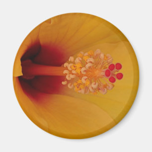 Hibiscus Magnet