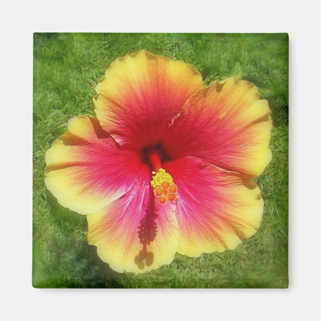 Hibiscus Magnet (Front)