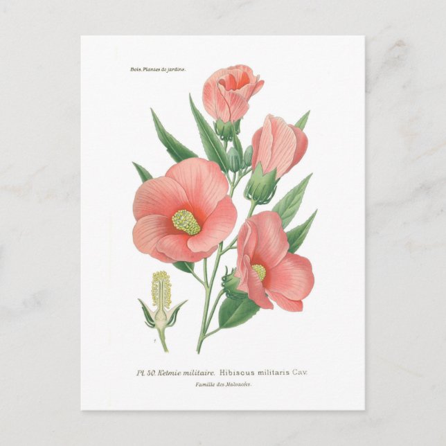 Hibiscus militaris postcard (Front)