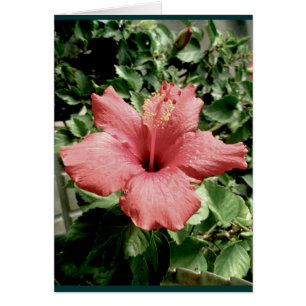 Hibiscus Note Card