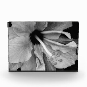 Hibiscus photo block
