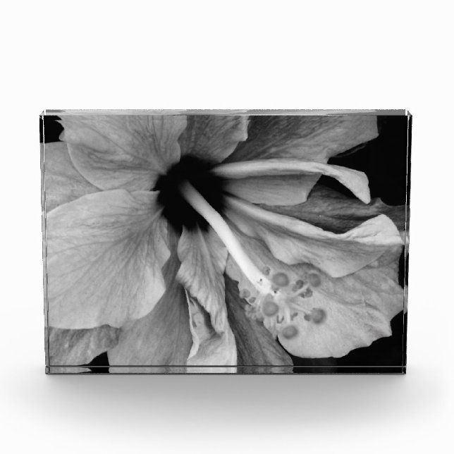 Hibiscus  photo block (Front)
