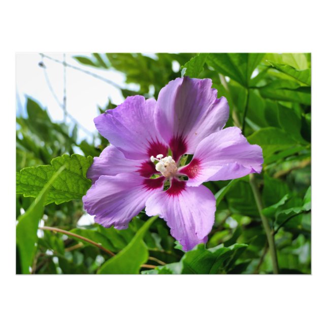 Hibiscus Photo Print (Front)
