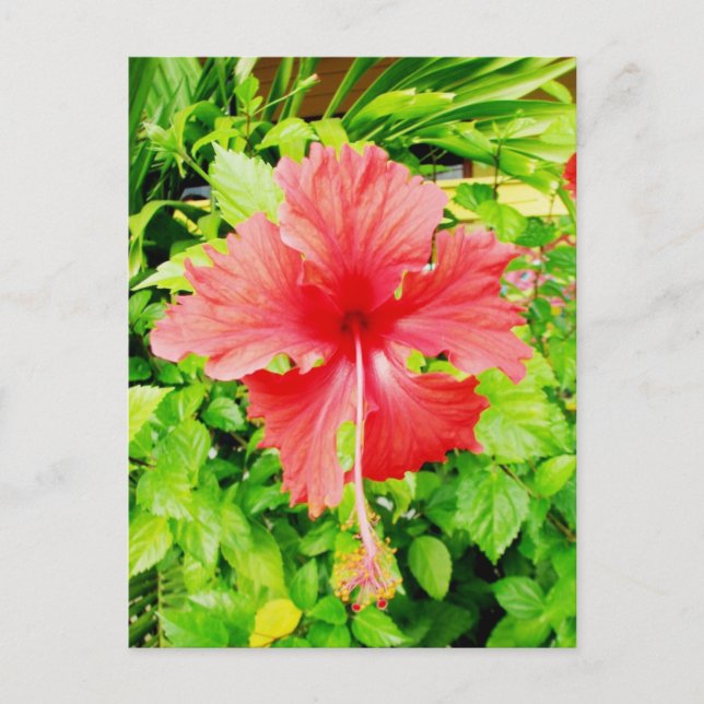Hibiscus, Placencia, Belise Postcard (Front)