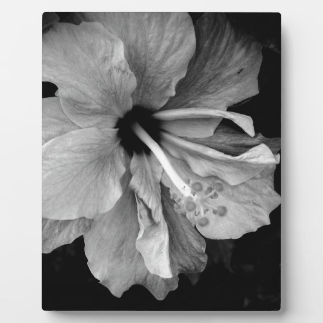 Hibiscus Plaque (Front)