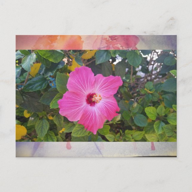 Hibiscus Postcard (Front)