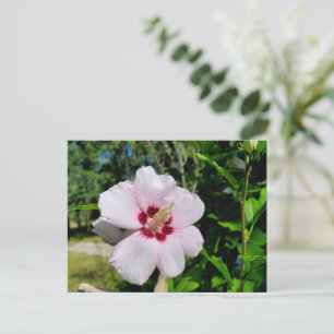 Hibiscus Postcard