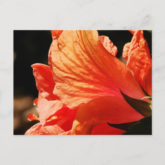HIBISCUS POSTCARD (Front)