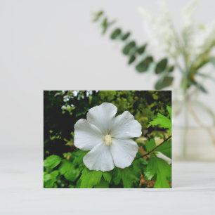 Hibiscus Postcard