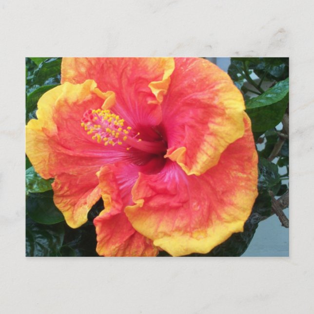 Hibiscus Postcard (Front)