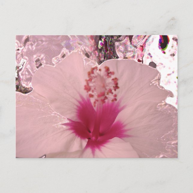 Hibiscus Postcard (Front)