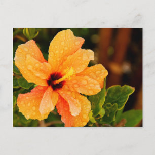 Hibiscus Postcard