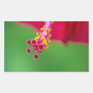 hibiscus rectangular sticker