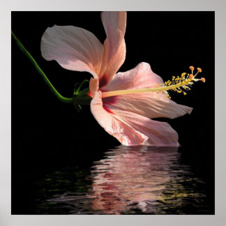 Hibiscus reflection poster