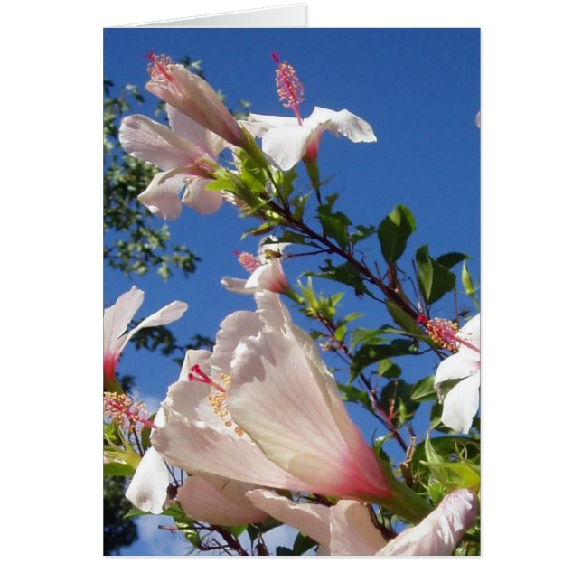 Hibiscus Scene Card (Front)