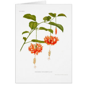 Hibiscus schizopetalus