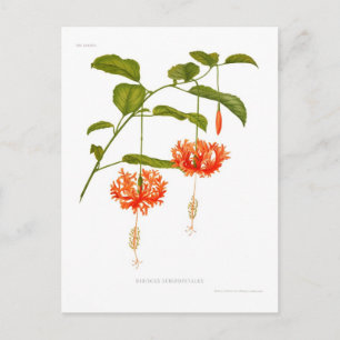 Hibiscus schizopetalus postcard