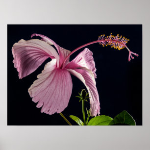 Hibiscus Silhouette Poster