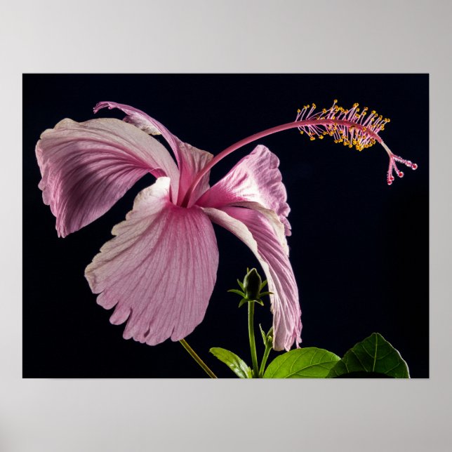 Hibiscus  Silhouette Poster (Front)