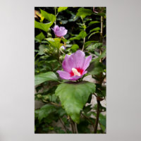 Hibiscus syriacus Aphrodite Shrub , rose Bloom