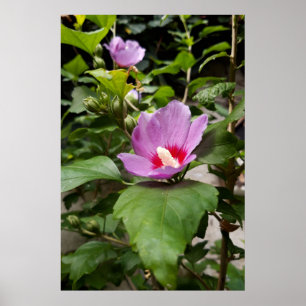 Hibiscus syriacus Aphrodite Shrub , rose Bloom Poster